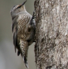 Climacteris picumnus (Brown Treecreeper) at Nine Mile Reserve - 19 Jul 2021 by PaulF