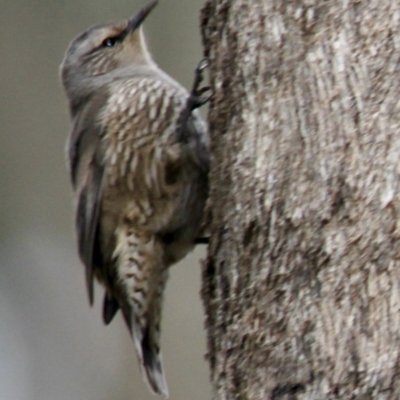 Climacteris picumnus victoriae (Brown Treecreeper) at Table Top, NSW - 19 Jul 2021 by PaulF