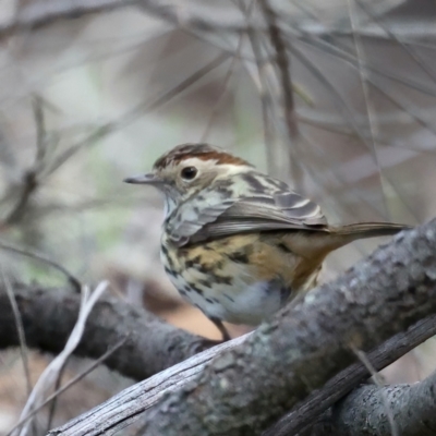 Pyrrholaemus sagittatus (Speckled Warbler) at Majura, ACT - 18 Jul 2021 by jb2602