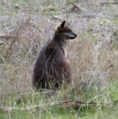 Wallabia bicolor (Swamp Wallaby) at Table Top, NSW - 19 Jul 2021 by PaulF
