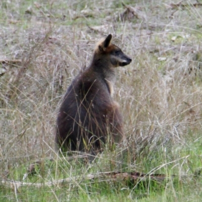 Wallabia bicolor (Swamp Wallaby) at Albury - 19 Jul 2021 by PaulF