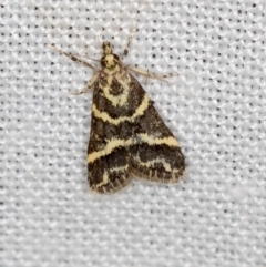 Scoparia spelaea (a Crambid moth) at Paddys River, ACT - 12 Nov 2018 by Bron