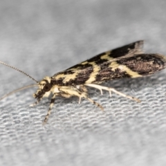 Scoparia spelaea at Paddys River, ACT - 12 Nov 2018 09:04 AM