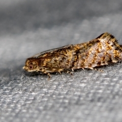 Isochorista (genus) (A Tortricid moth) at Paddys River, ACT - 12 Nov 2018 by Bron