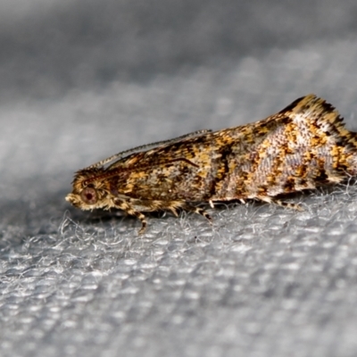 Isochorista (genus) (A Tortricid moth) at Tidbinbilla Nature Reserve - 11 Nov 2018 by Bron