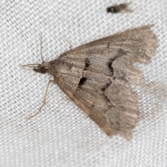 Dichromodes estigmaria (Pale Grey Heath Moth) at Tidbinbilla Nature Reserve - 11 Nov 2018 by Bron