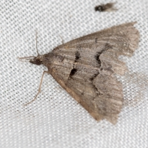 Dichromodes estigmaria at Paddys River, ACT - 12 Nov 2018