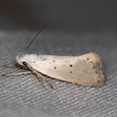 Thalerotricha mylicella (A concealer moth) at Paddys River, ACT - 11 Nov 2018 by Bron