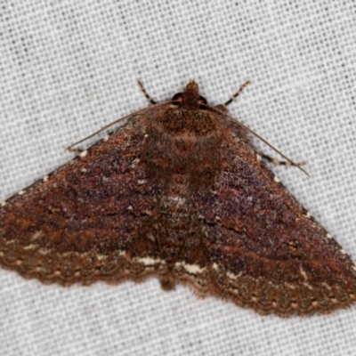 Praxis porphyretica (Praxis porphyretica) at Paddys River, ACT - 12 Nov 2018 by Bron