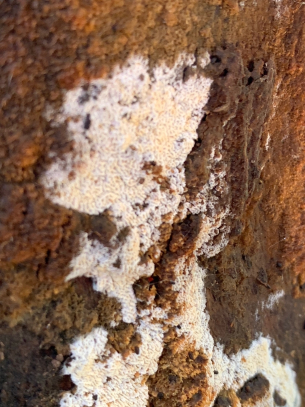 Corticioid fungi at Murrumbateman, NSW - 18 Jul 2021