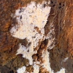 Corticioid fungi at Murrumbateman, NSW - 18 Jul 2021 by SimoneC