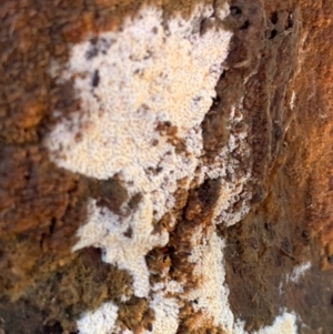 Corticioid fungi at Murrumbateman, NSW - 18 Jul 2021
