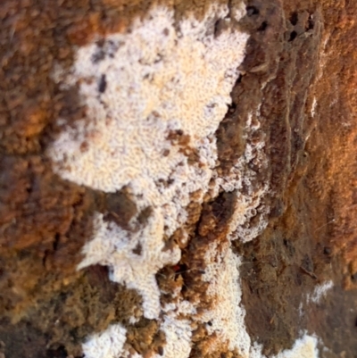 Corticioid fungi at Murrumbateman, NSW - 18 Jul 2021 by SimoneC