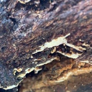 Corticioid fungi at Murrumbateman, NSW - 18 Jul 2021