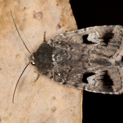 Thoracolopha verecunda (A Noctuid moth (Acronictinae)) at Tidbinbilla Nature Reserve - 11 Nov 2018 by Bron