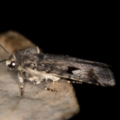 Thoracolopha verecunda at Paddys River, ACT - 12 Nov 2018