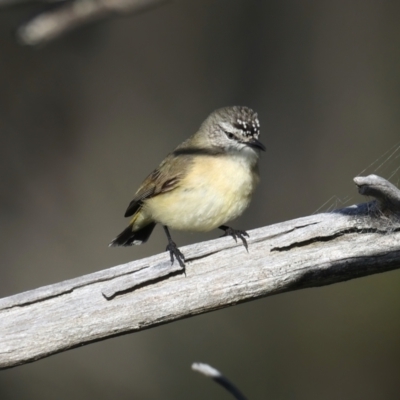 Acanthiza chrysorrhoa (Yellow-rumped Thornbill) at Majura, ACT - 18 Jul 2021 by jb2602