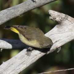 Acanthiza chrysorrhoa at Majura, ACT - 18 Jul 2021