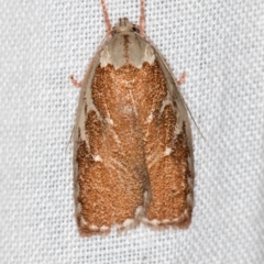Euchaetis rhizobola (A Concealer moth (Wingia group)) at Paddys River, ACT - 12 Nov 2018 by Bron