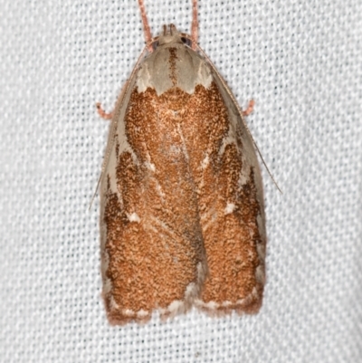 Euchaetis rhizobola (A Concealer moth) at Tidbinbilla Nature Reserve - 11 Nov 2018 by Bron