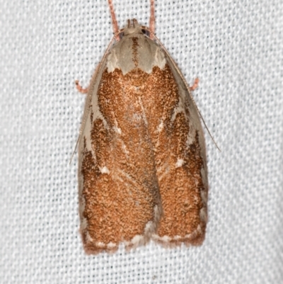 Euchaetis rhizobola (A Concealer moth (Wingia group)) at Paddys River, ACT - 12 Nov 2018 by Bron