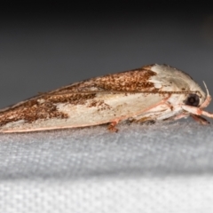 Euchaetis rhizobola at Paddys River, ACT - 12 Nov 2018