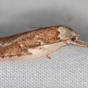 Euchaetis rhizobola at Paddys River, ACT - 12 Nov 2018