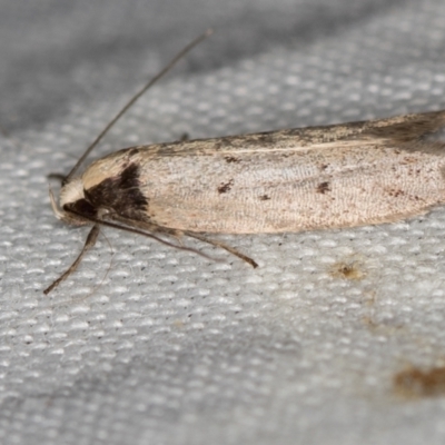 Oecophoridae (family) (Unidentified Oecophorid concealer moth) at Tidbinbilla Nature Reserve - 11 Nov 2018 by Bron