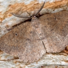 Casbia melanops (Pomaderris Moth) at Paddys River, ACT - 12 Nov 2018 by Bron