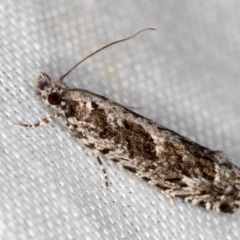 Holocola deloschema (A Leafroller Moth) at Tidbinbilla Nature Reserve - 11 Nov 2018 by Bron