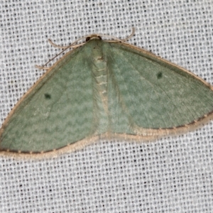 Poecilasthena balioloma at Paddys River, ACT - 12 Nov 2018 09:16 AM