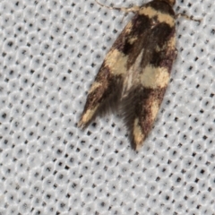 Catadoceta xanthostephana (Catadoceta xanthostephana) at Paddys River, ACT - 11 Nov 2018 by Bron