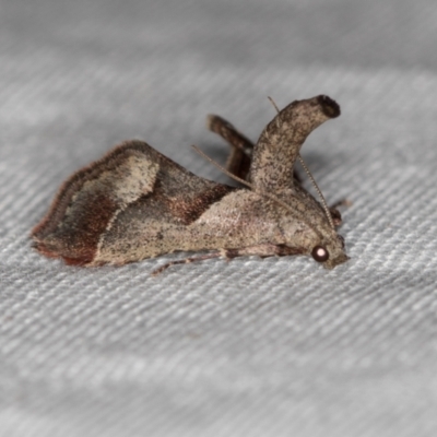 Gauna aegusalis (Pyraline moth) at Paddys River, ACT - 12 Nov 2018 by Bron