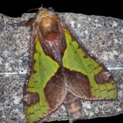 Aenetus ligniveren (Common Splendid Ghost Moth) at Paddys River, ACT - 12 Nov 2018 by Bron