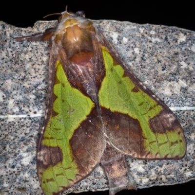 Aenetus ligniveren (Common Splendid Ghost Moth) at Tidbinbilla Nature Reserve - 11 Nov 2018 by Bron