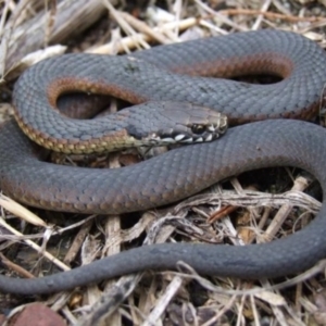 Austrelaps ramsayi at Wentworth Falls, NSW - 7 Jan 2010 04:49 PM