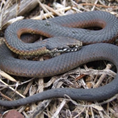 Austrelaps ramsayi (Highlands Copperhead) at Wentworth Falls, NSW - 7 Jan 2010 by PatrickCampbell