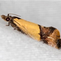 Epitymbia cosmota (A Tortricid moth) at Tidbinbilla Nature Reserve - 11 Nov 2018 by Bron