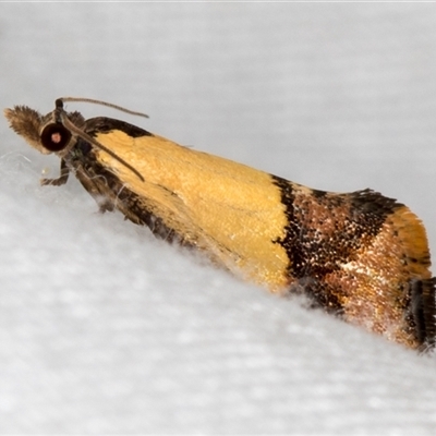 Epitymbia cosmota (A Tortricid moth) at Paddys River, ACT - 11 Nov 2018 by Bron