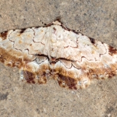 Sandava xylistis (Rusty Snout) at Paddys River, ACT - 11 Nov 2018 by Bron