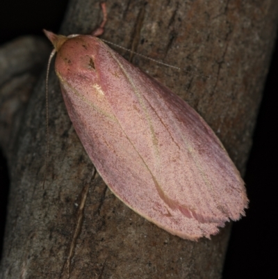 Wingia lambertella at Tidbinbilla Nature Reserve - 11 Nov 2018 by Bron