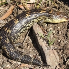 Tiliqua nigrolutea (Blotched Blue-tongue) at Blue Mountains National Park, NSW - 20 Jul 2021 by PatrickCampbell