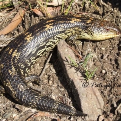 Tiliqua nigrolutea (Blotched Blue-tongue) at Blue Mountains National Park - 20 Jul 2021 by PatrickCampbell