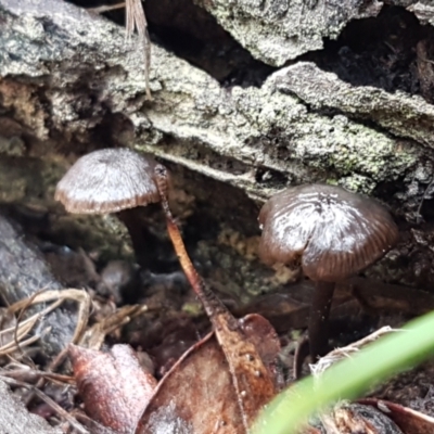 Unidentified Cap on a stem; gills below cap [mushrooms or mushroom-like] at Black Mountain - 20 Jul 2021 by trevorpreston