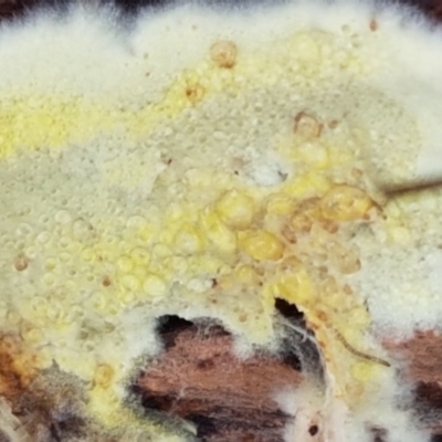 Corticioid fungi at Black Mountain - 20 Jul 2021 by trevorpreston