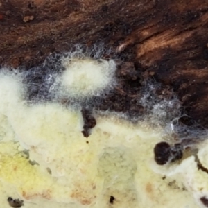 Corticioid fungi at Acton, ACT - 20 Jul 2021