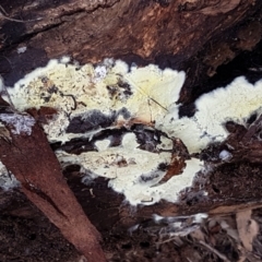 Corticioid fungi at Acton, ACT - 20 Jul 2021 10:22 AM