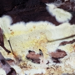 Corticioid fungi at Acton, ACT - 20 Jul 2021 10:22 AM