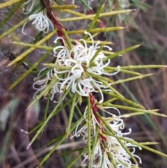 Hakea decurrens subsp. decurrens (Bushy Needlewood) at Acton, ACT - 20 Jul 2021 by trevorpreston