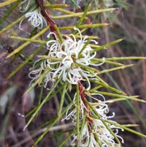 Hakea decurrens subsp. decurrens at Acton, ACT - 20 Jul 2021